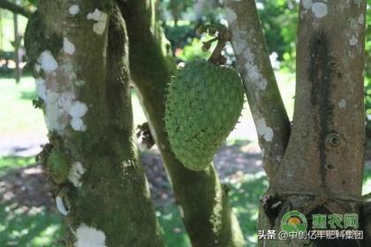 番荔枝怎么种植，番荔枝的种植技术和管理