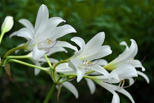 小苍兰花的花语是什么，小苍兰花的象征与寓意