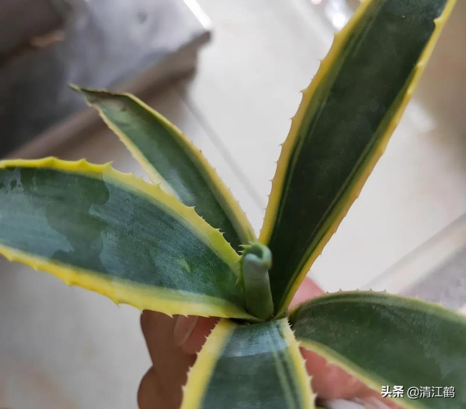 龙舌兰植物盆栽怎么养，关于龙舌兰的种植技术