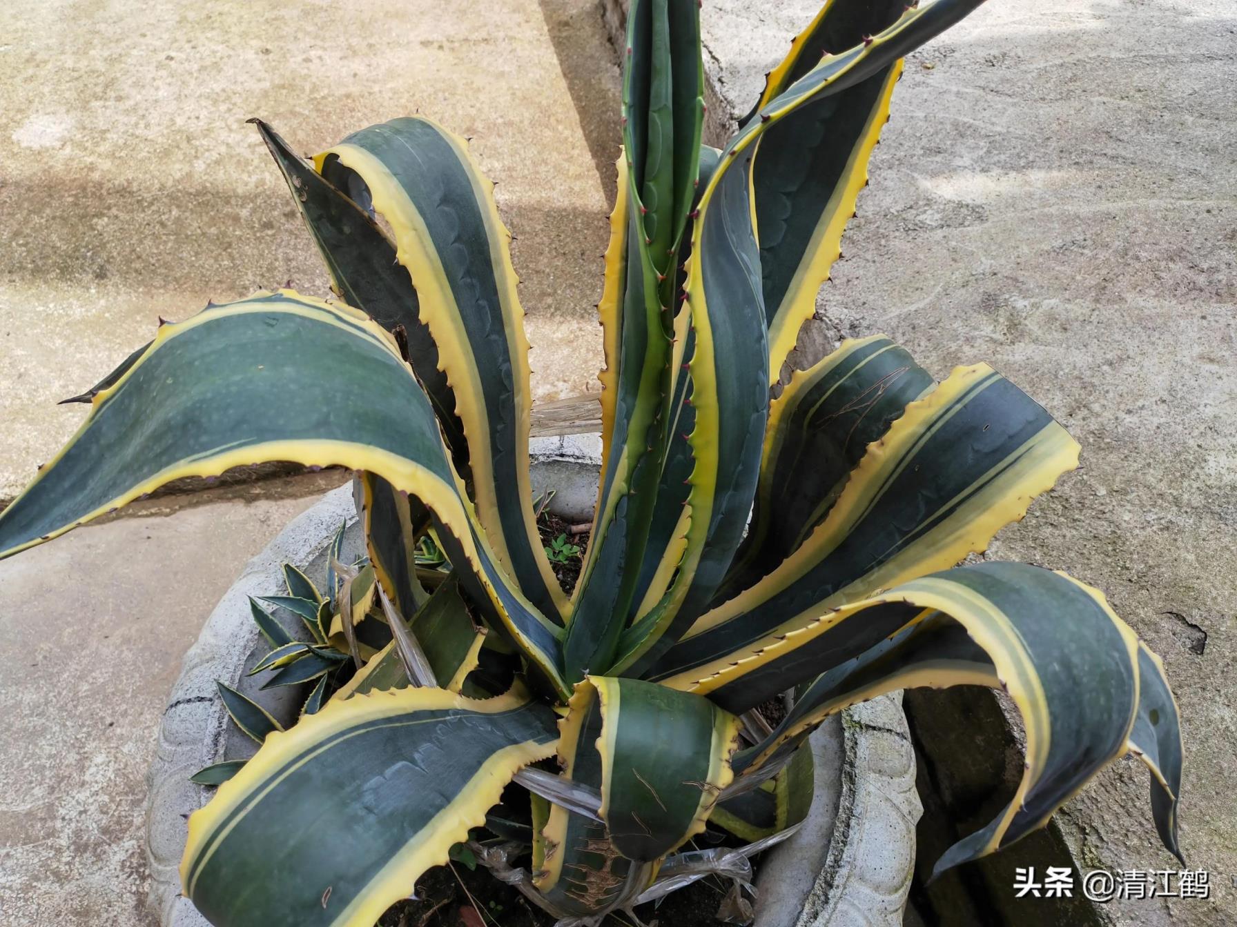 龙舌兰植物盆栽怎么养，关于龙舌兰的种植技术