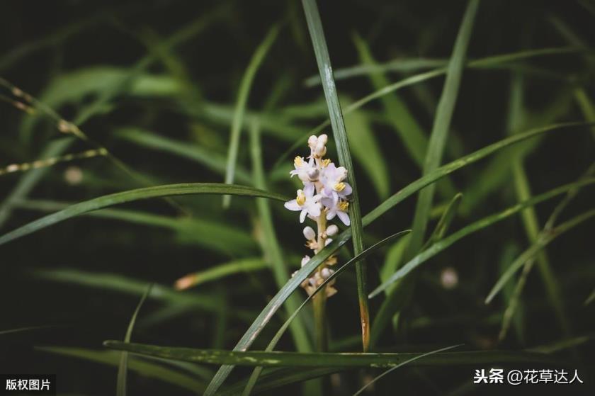 纹瓣兰几年开花结果，描述纹瓣兰的花期时间