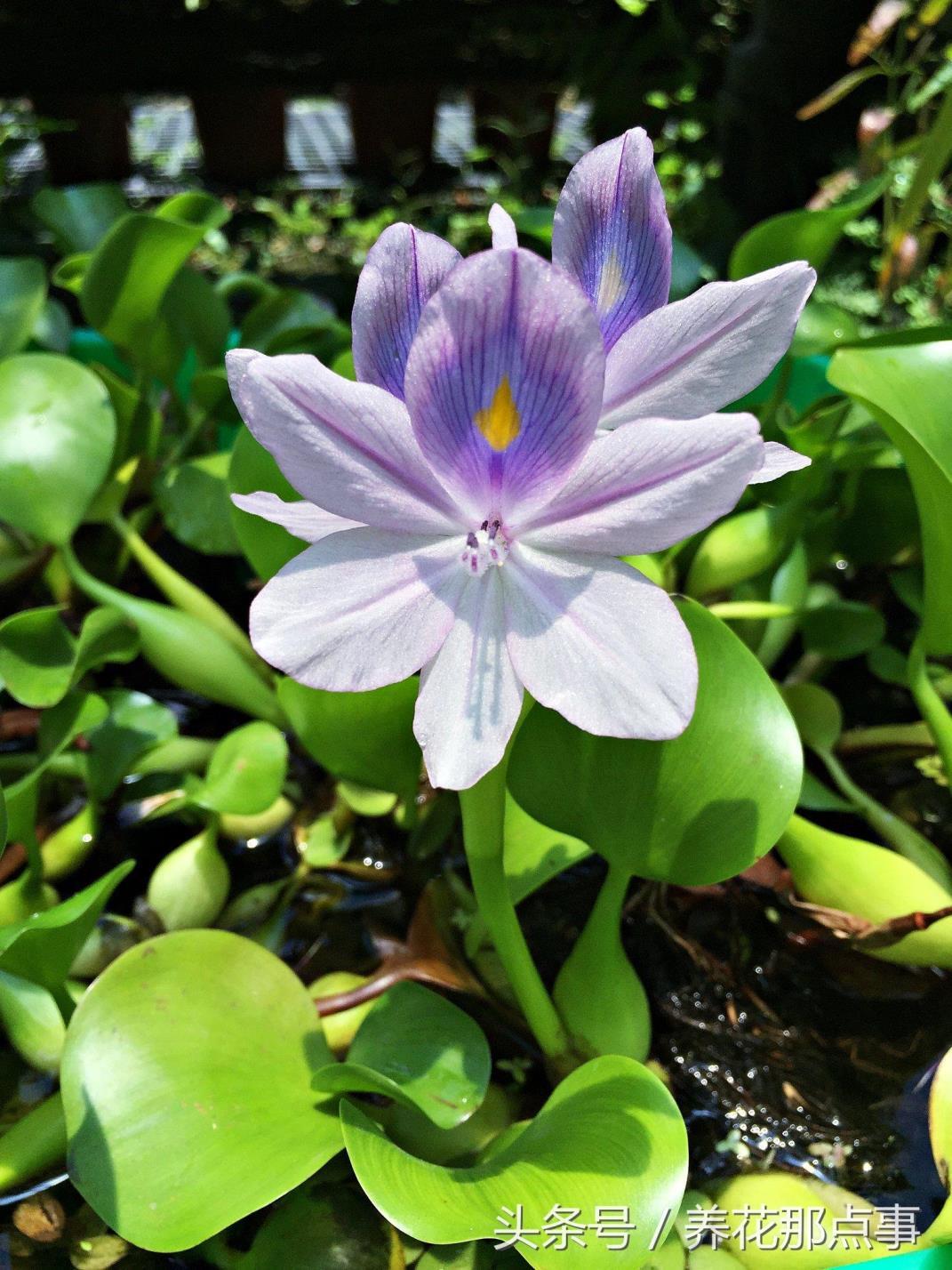 水葫芦什么时候开花，有关水葫芦花期简介