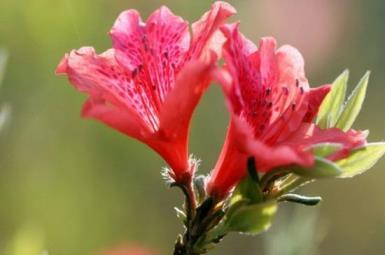 杜鹃花开在什么季节，有关杜鹃花开花时间