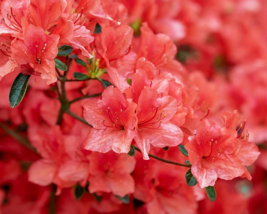 杜鹃花开在什么季节，有关杜鹃花开花时间