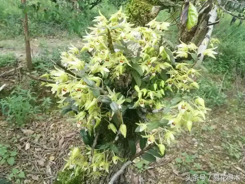 束花石斛怎么种植，盆栽石斛花的养殖方法