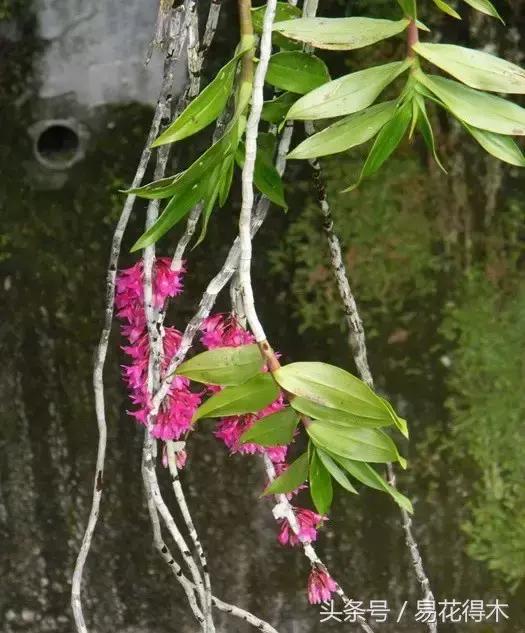 束花石斛怎么种植，盆栽石斛花的养殖方法