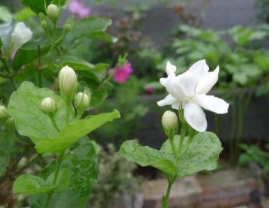 茉莉的花语和象征，了解茉莉花的含义