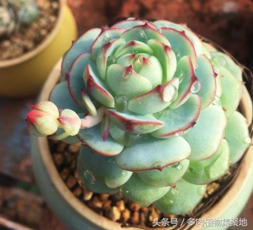 多肉植物需要每天浇水吗，新种多肉浇水的正确方法