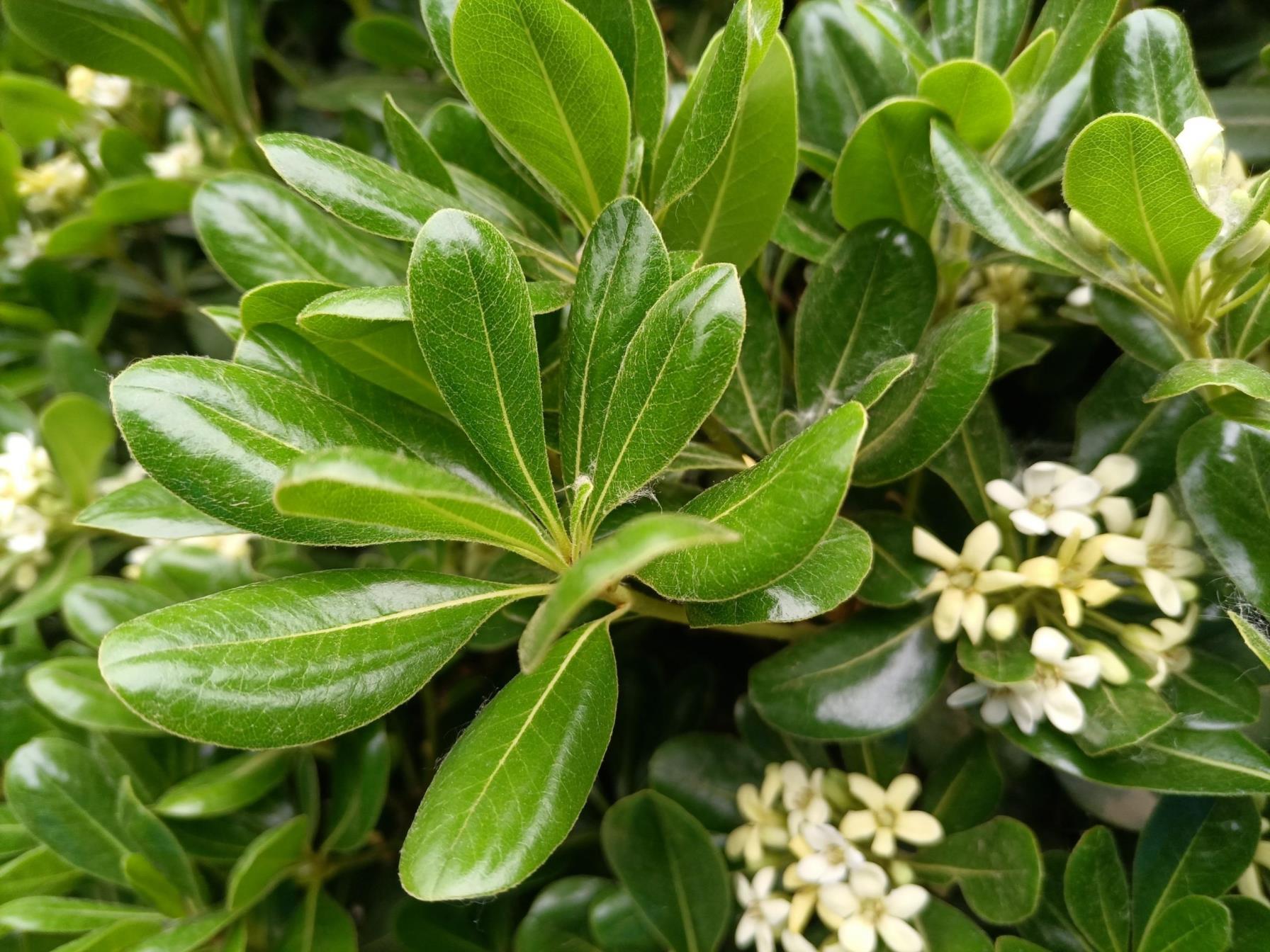 海桐树是乔木还是灌木，关于海桐树的种植技术