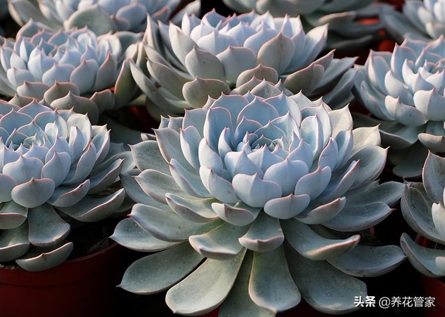 十大最可爱多肉植物排名，史上最漂亮的多肉介绍