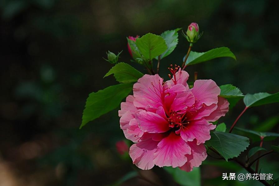 木槿花的种类有哪些，盘点十大常见的木槿