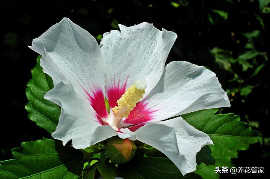 木槿花的种类有哪些，盘点十大常见的木槿