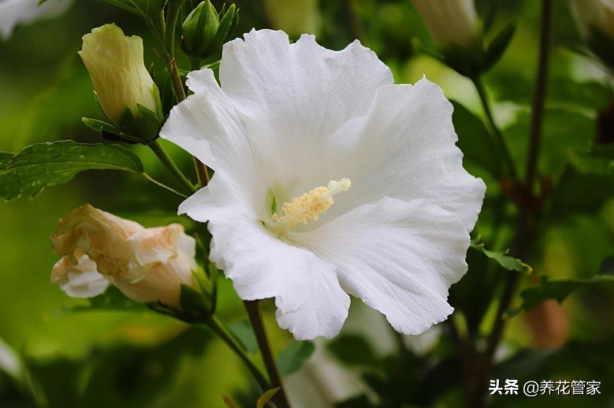 木槿花的种类有哪些，盘点十大常见的木槿