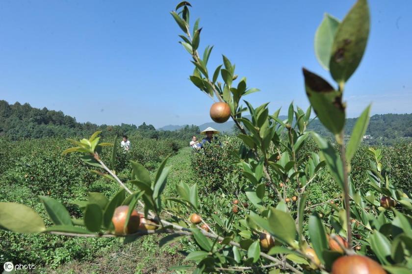 山茶油怎么种植管理，分享油茶高产栽培技术