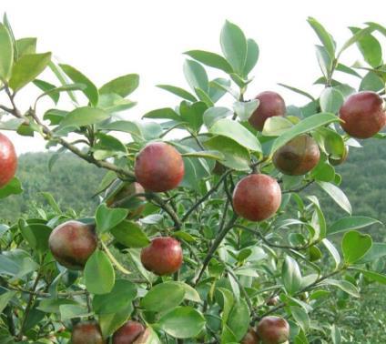 山茶油怎么种植管理，分享油茶高产栽培技术