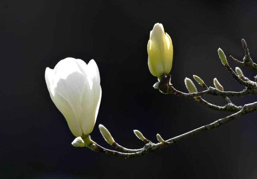 白玉兰花什么季节开花，有关玉兰开花时间