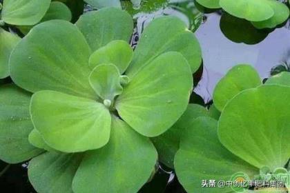 水芙蓉怎么养才好，有关水芙蓉的养殖方法