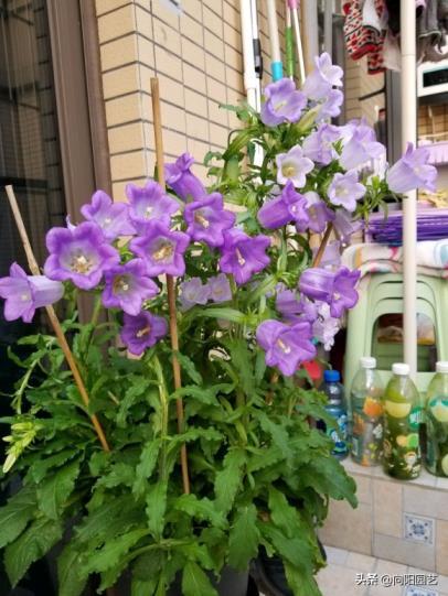 风铃花适合什么季节种植，风铃花种植方法和时间