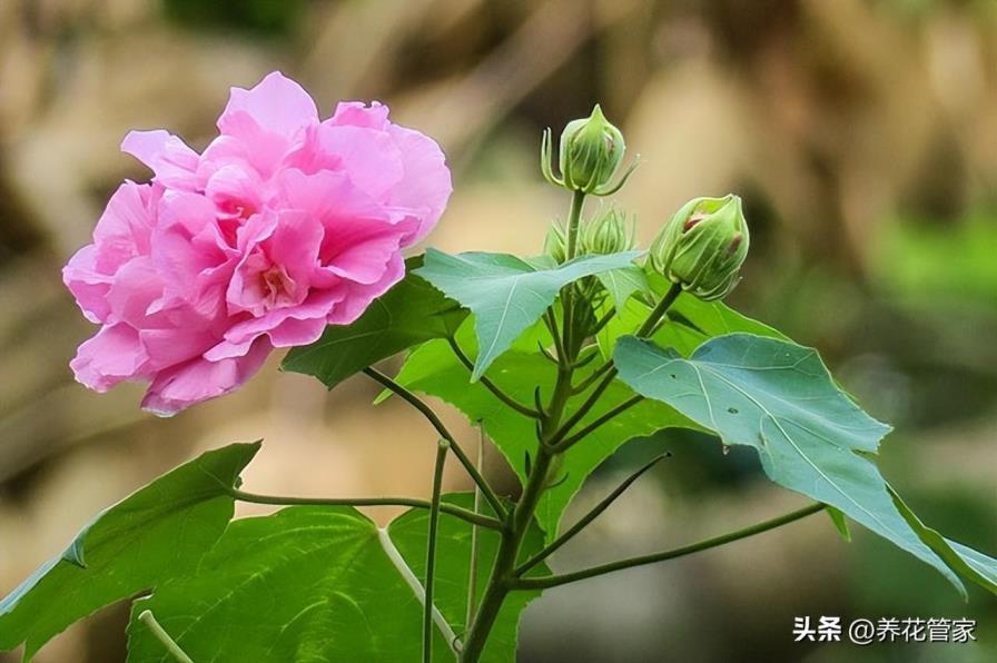 九月开的花有哪些，盘点十种九月最美的花