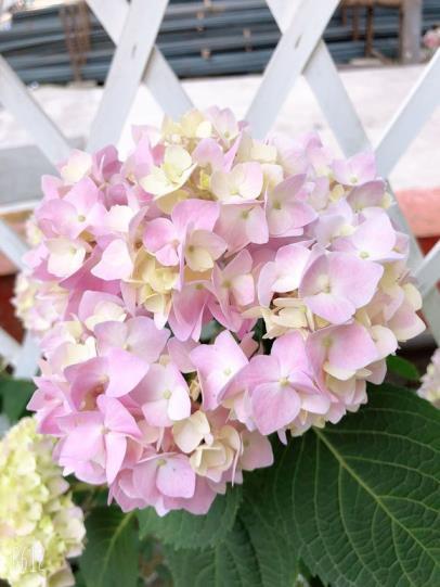 这个季节种植什么花最好，适合春天的花卉大全