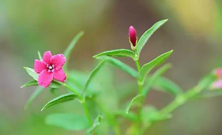 迎春花有哪些颜色，描述迎春花的样子和特点