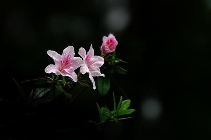 杜鹃盆景怎么养才长得好，有关杜鹃盆景的养护与管理