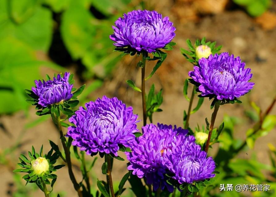 荷兰菊一年四季开花吗，有关荷兰菊的花期时间