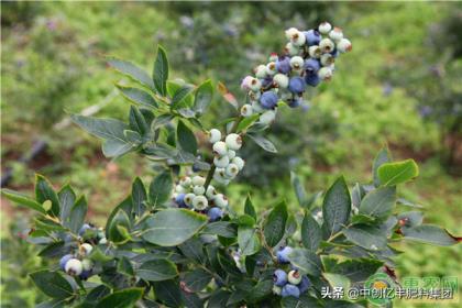 蓝莓苗怎么养比较好，了解蓝莓的种植方法和时间