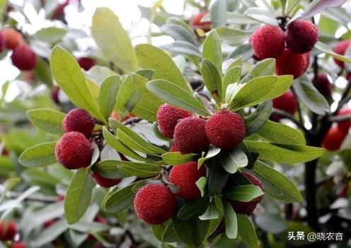 杨梅树苗什么时候种植最好，了解杨梅树最佳种植时间