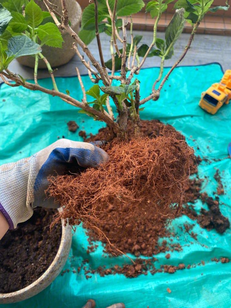 绣球花怎样种植才好，关于绣球花的养护窍门