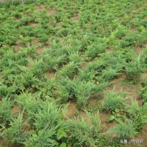 沙地柏是什么植物，了解沙地柏的特点介绍