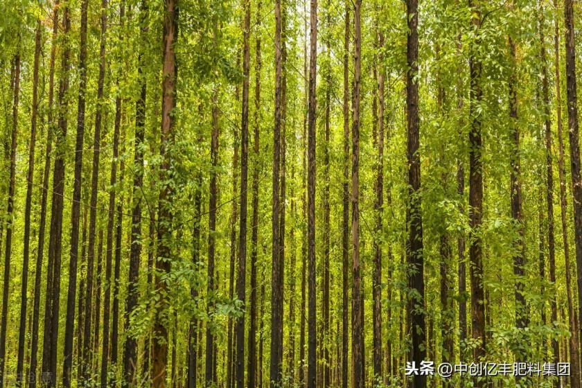 桉树种植与管理方法是什么，了解桉树的正确种法