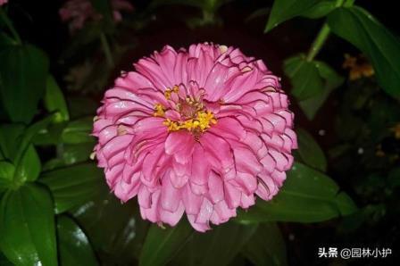 菊花的花语是什么，描述菊花的寓意和象征