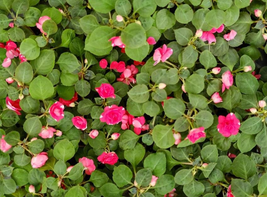 小凤仙花怎么养才好，凤仙花的正确养殖妙招