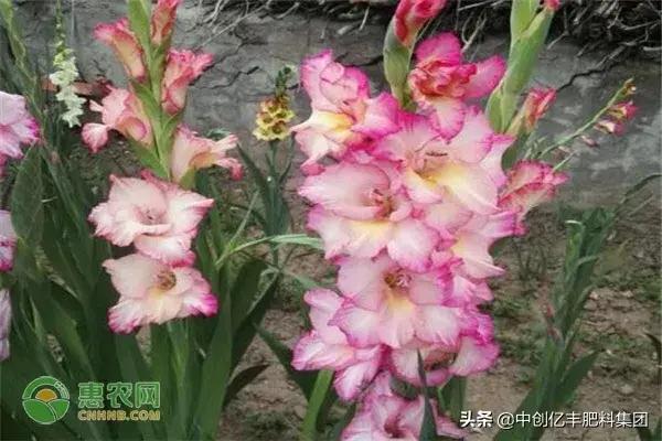 兰花是什么季节开花，有关兰花的花期时间