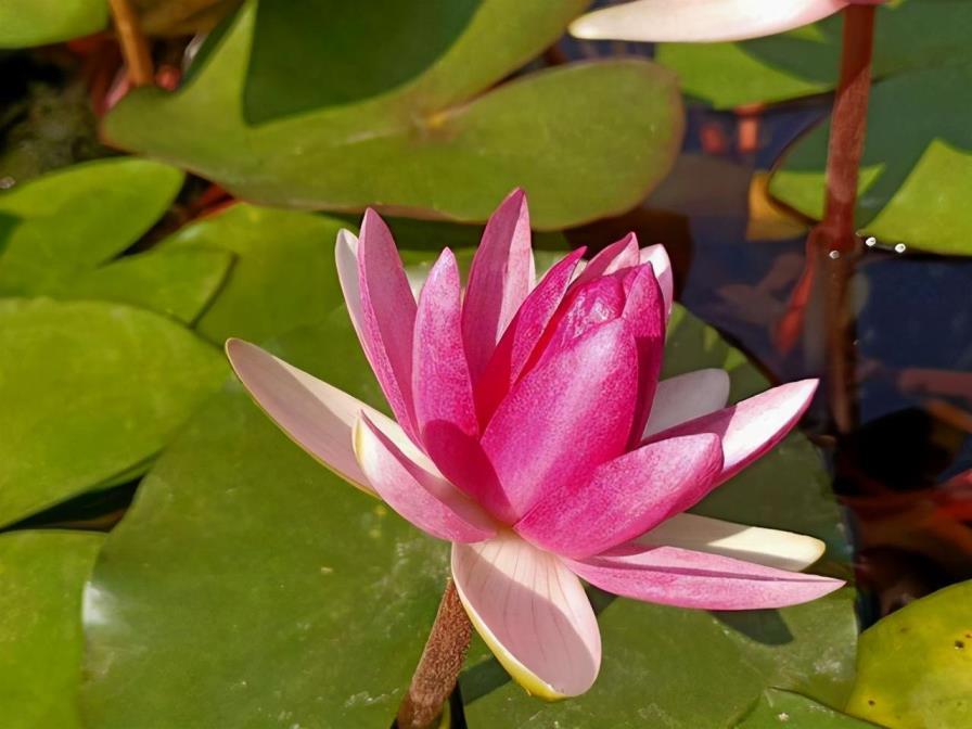 莲花怎么种植方法，家庭莲花的养殖技巧