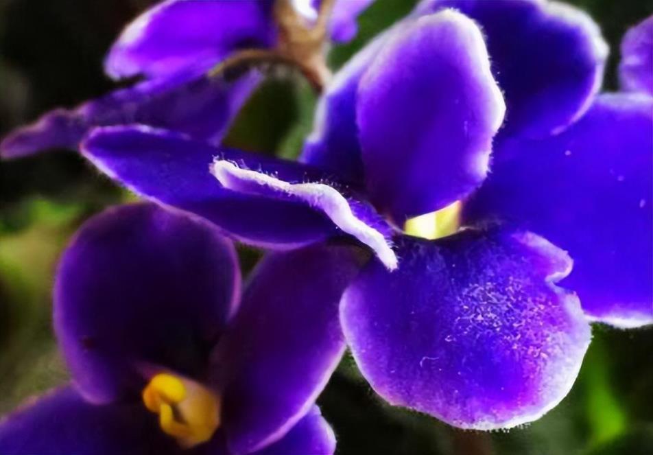 紫罗兰花怎么种植，紫罗兰种植时间和方法
