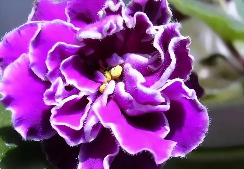 紫罗兰花怎么种植，紫罗兰种植时间和方法