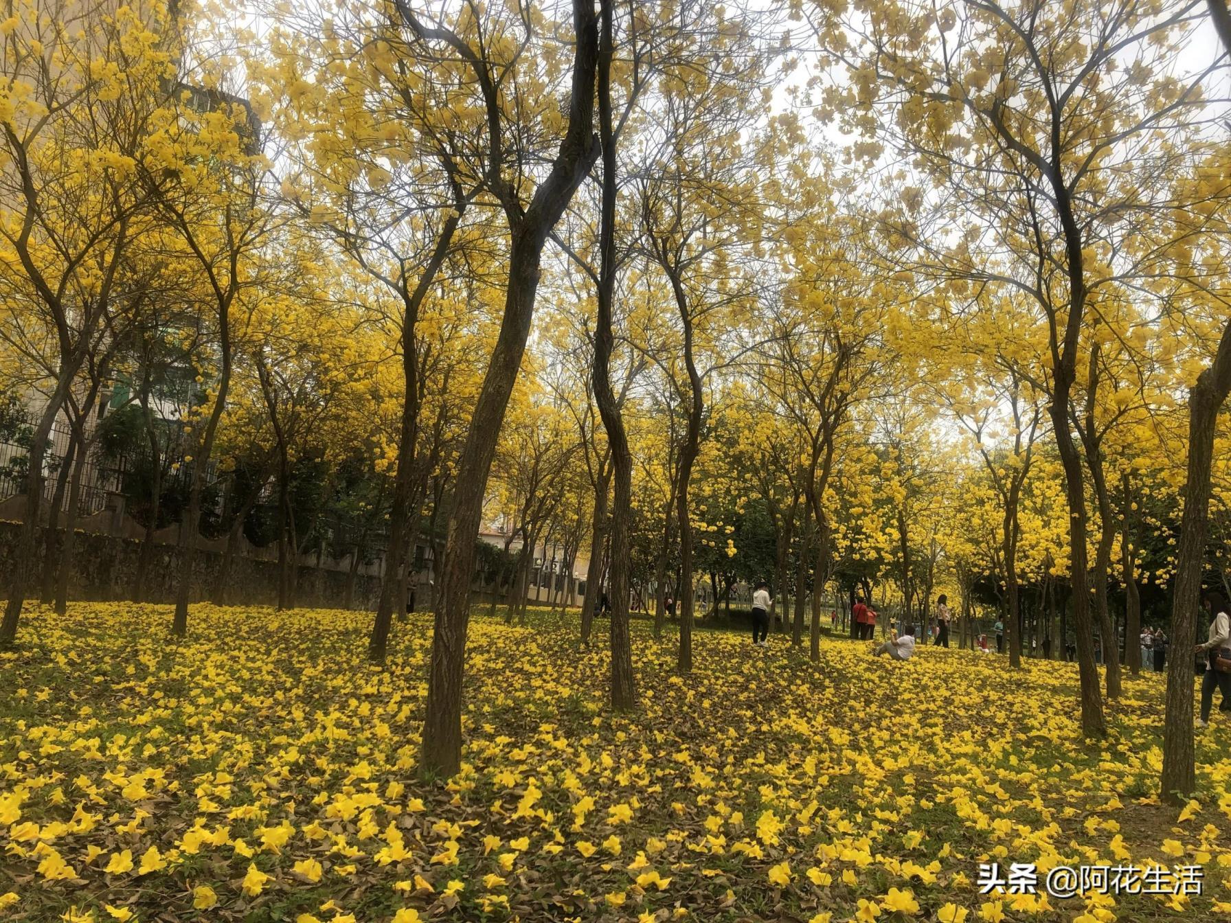 风铃花的寓意是什么，风铃花的花语和象征意义