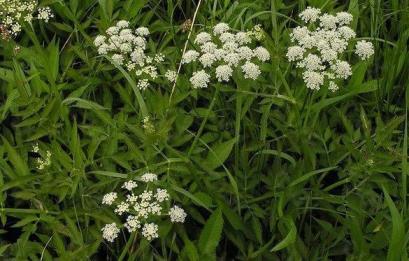 水芹菜什么时候种植，水芹菜种植时间和方法