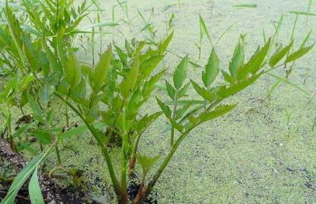 水芹菜什么时候种植，水芹菜种植时间和方法