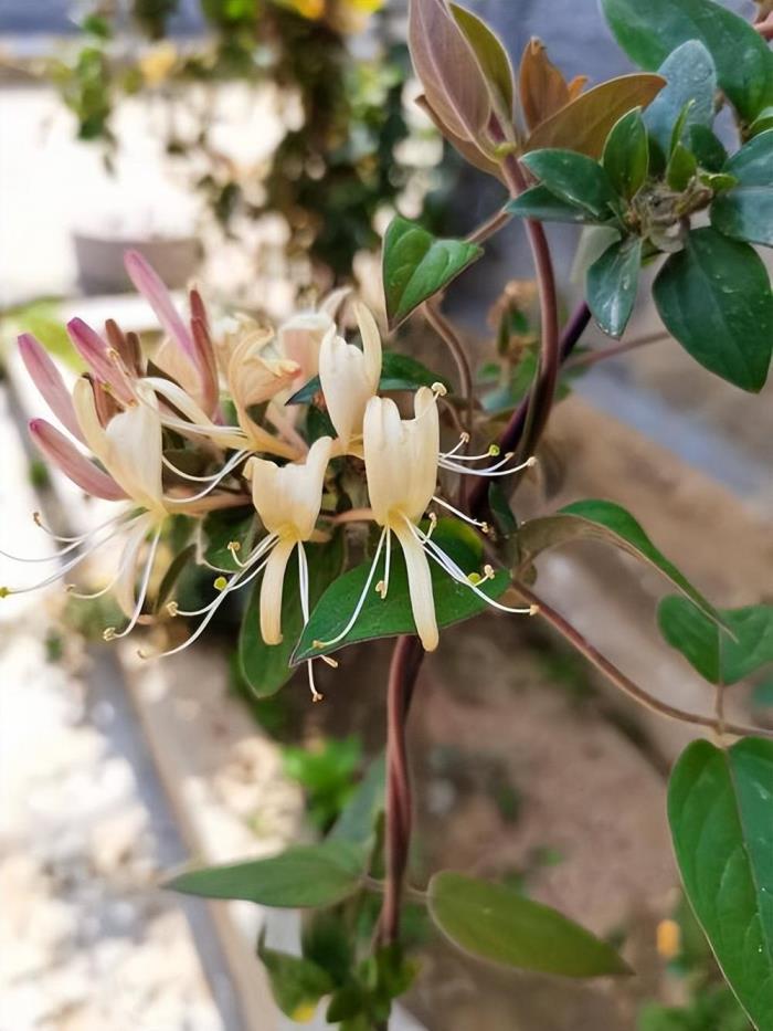 户外爬藤植物有哪些，喜阴耐寒的室外爬藤花卉介绍