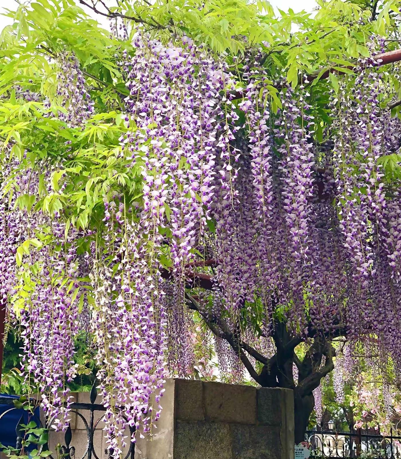 户外爬藤植物有哪些，喜阴耐寒的室外爬藤花卉介绍