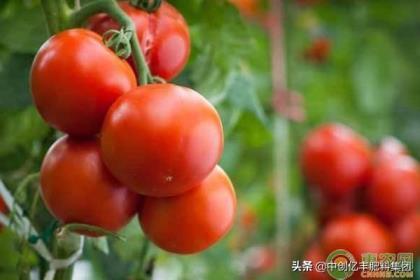 如何种植西红柿产量高，西红柿管理与栽培技术