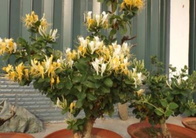 金银花盆栽好养吗，详解金银花的栽培和管理