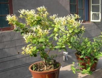 金银花盆栽好养吗，详解金银花的栽培和管理