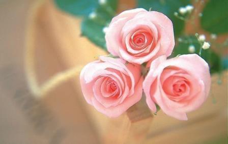 9朵粉玫瑰花的花语是什么，描述玫瑰的寓意及象征