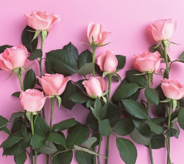 9朵粉玫瑰花的花语是什么，描述玫瑰的寓意及象征