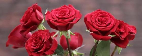 红玫瑰花寓意和象征什么，了解玫瑰代表的意义