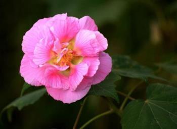 芙蓉树种子可以种植吗，芙蓉树盆栽养殖方法